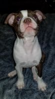 Boston Terrier Puppies for sale in Sulphur, OK 73086, USA. price: NA