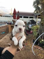 Boston Terrier Puppies for sale in Tucson, AZ, USA. price: NA