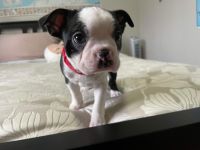 Boston Terrier Puppies for sale in Bellevue, WA, USA. price: NA