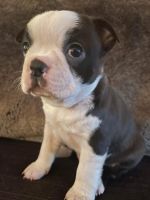 Boston Terrier Puppies for sale in Bellevue, WA, USA. price: NA