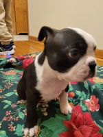 Boston Terrier Puppies for sale in Golden, CO, USA. price: NA