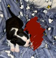 Boston Terrier Puppies for sale in Odessa, TX, USA. price: NA