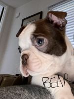 Boston Terrier Puppies for sale in Oceano, CA, USA. price: NA