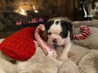 Boston Terrier Puppies for sale in Williamsburg, KY 40769, USA. price: NA