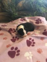 Boston Terrier Puppies for sale in Cheraw, SC 29520, USA. price: NA