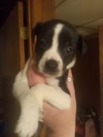 Boston Terrier Puppies for sale in Dalton, GA, USA. price: NA