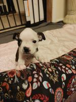Boston Terrier Puppies for sale in Boise, ID 83703, USA. price: NA