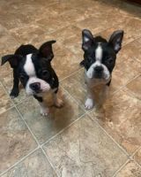 Boston Terrier Puppies for sale in Dallas, TX, USA. price: NA