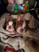 Boston Terrier Puppies for sale in McClure, OH 43534, USA. price: NA