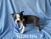 Boston Terrier Puppies for sale in Whittier, CA, USA. price: NA