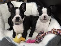 Boston Terrier Puppies for sale in Scranton, PA, USA. price: NA