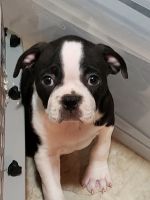 Boston Terrier Puppies for sale in Bethlehem, PA, USA. price: NA