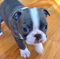 Boston Terrier Puppies for sale in Philadelphia, PA, USA. price: NA