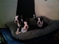 Boston Terrier Puppies for sale in Trenton, GA 30752, USA. price: NA
