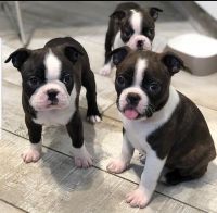 Boston Terrier Puppies for sale in 203 US-1, Norlina, NC 27563, USA. price: NA