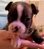 Boston Terrier Puppies for sale in Brownsville, OH, USA. price: NA