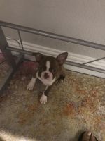 Boston Terrier Puppies for sale in McKinney, TX, USA. price: NA