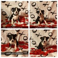 Boston Terrier Puppies for sale in Newport, TN 37821, USA. price: NA