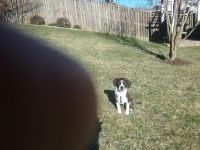 Boston Terrier Puppies for sale in Upper Marlboro, MD 20772, USA. price: NA