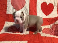 Boston Terrier Puppies for sale in Toccoa, GA, USA. price: NA
