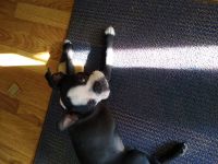 Boston Terrier Puppies for sale in Cambridge, OH 43725, USA. price: NA