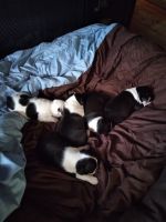 Boston Terrier Puppies for sale in Marion, SC, USA. price: NA