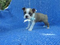 Boston Terrier Puppies for sale in Hacienda Heights, CA, USA. price: NA