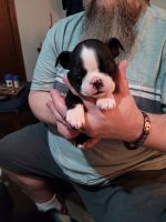 Boston Terrier Puppies for sale in Broken Arrow, OK, USA. price: NA
