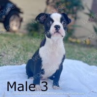 Boston Terrier Puppies for sale in Zebulon, NC 27597, USA. price: NA