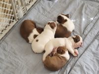 Boston Terrier Puppies for sale in Slocomb, AL 36375, USA. price: NA