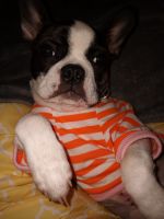 Boston Terrier Puppies for sale in Columbia, TN 38401, USA. price: NA