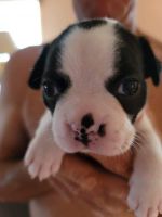 Boston Terrier Puppies for sale in Mims, FL, USA. price: NA