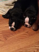 Boston Terrier Puppies for sale in Whitesburg, TN 37891, USA. price: NA