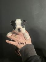 Boston Terrier Puppies for sale in Berryville, AR 72616, USA. price: NA
