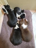 Boston Terrier Puppies for sale in Tyler, TX, USA. price: NA