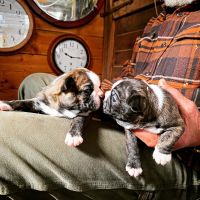 Boston Terrier Puppies for sale in Boston, MA, USA. price: NA
