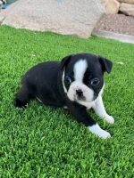 Boston Terrier Puppies for sale in New York, NY 10011, USA. price: NA