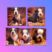 Boston Terrier Puppies for sale in Goldendale, WA 98620, USA. price: NA