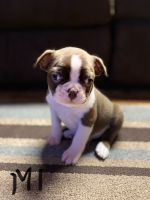 Boston Terrier Puppies for sale in Decherd, TN, USA. price: NA