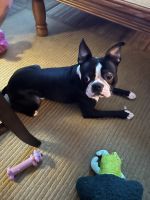 Boston Terrier Puppies for sale in Levittown, NY, USA. price: NA