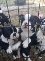 Boston Terrier Puppies for sale in Cincinnati, OH, USA. price: NA