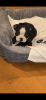 Boston Terrier Puppies for sale in San Diego, CA, USA. price: NA