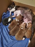 Boston Terrier Puppies for sale in Idaho Falls, ID 83401, USA. price: NA