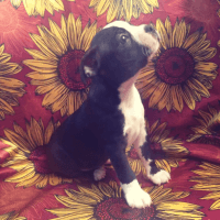 Boston Terrier Puppies for sale in Goldendale, WA 98620, USA. price: NA