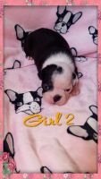 Boston Terrier Puppies for sale in Spring Lake, NC, USA. price: NA