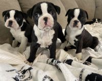 Boston Terrier Puppies for sale in Roanoke, VA, USA. price: NA