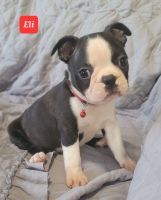 Boston Terrier Puppies for sale in Albany, OH 45710, USA. price: NA