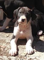 Boston Terrier Puppies for sale in Stark, KS 66775, USA. price: NA