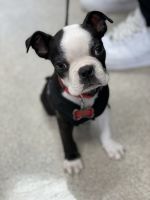 Boston Terrier Puppies for sale in Hampton, VA 23669, USA. price: NA