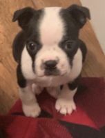 Boston Terrier Puppies for sale in Fayetteville, TN 37334, USA. price: NA
